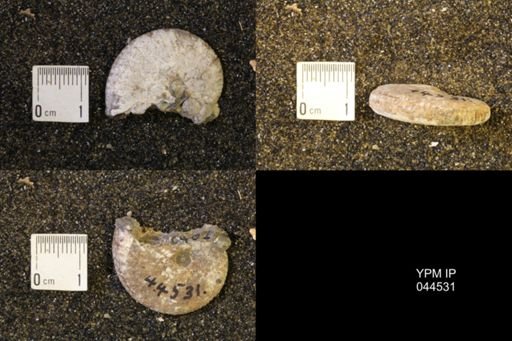 Discoscaphites conradi