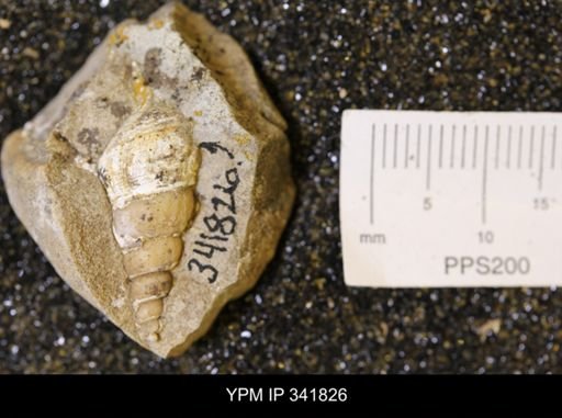 undet. Gastropoda