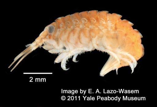 Gammarellus angulosus