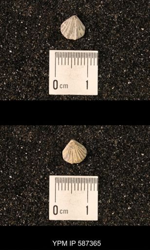 Camarotoechia whitei