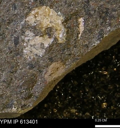 Scaphites sp.