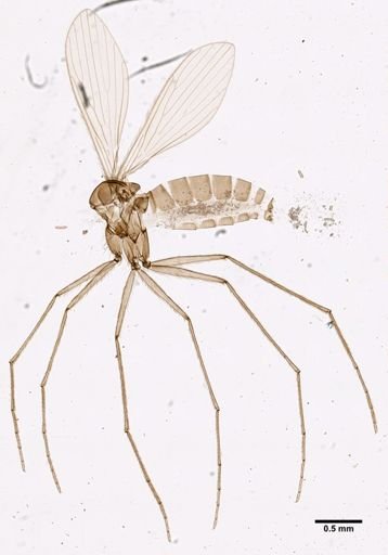 Lutzomyia camposi
