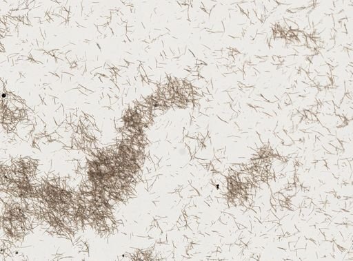 Haliclona sp.