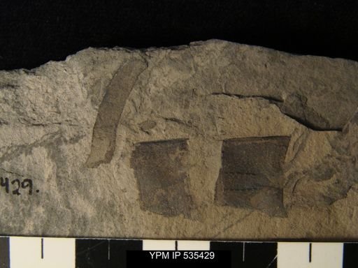 Eurypterida