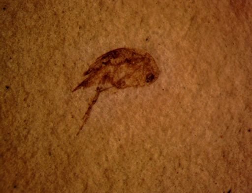 undet. Mordellidae