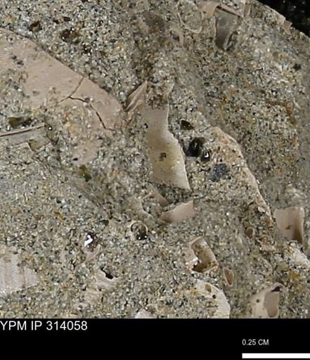 undet. Scaphopoda