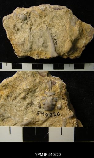 Flexicalymene sp.