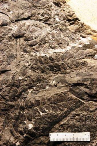 Odontopteris neuropteroides