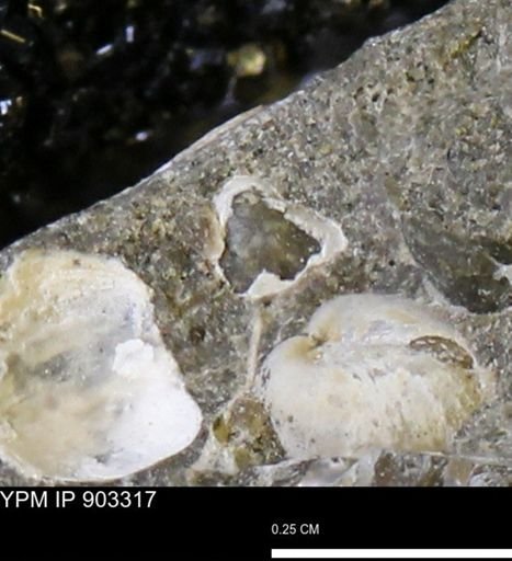 undet. Bivalvia
