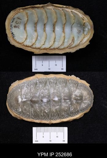 Chiton magnificus