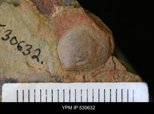 undet. Brachiopoda
