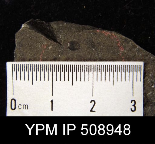 Lingulella sp.