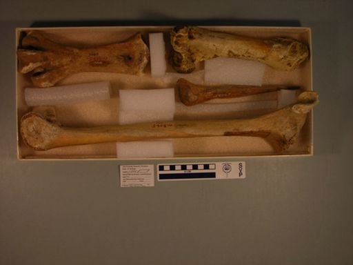 Meionornis casuarinus