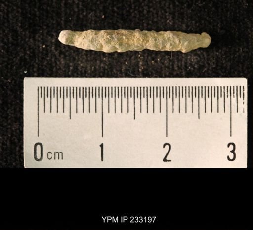 Archaeocidaris sp.