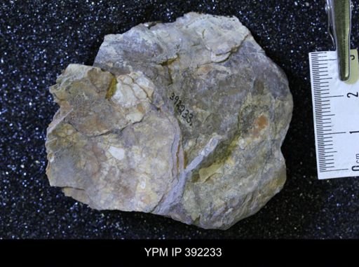 Inoceramus