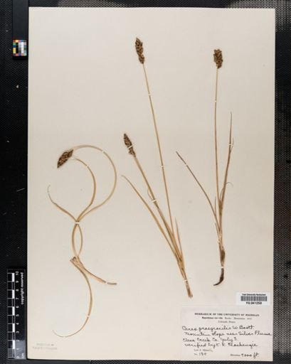 Carex praegracilis