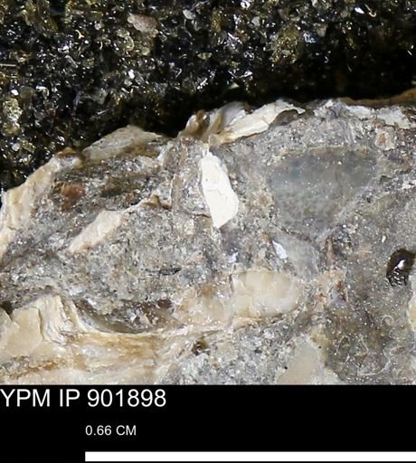 undet. Mollusca