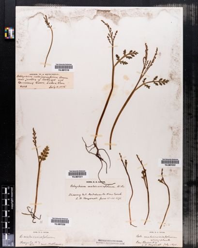 Botrychium