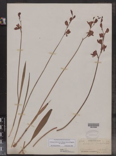 Calopogon pulchellus