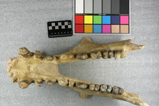 Archaeotherium wanlessi