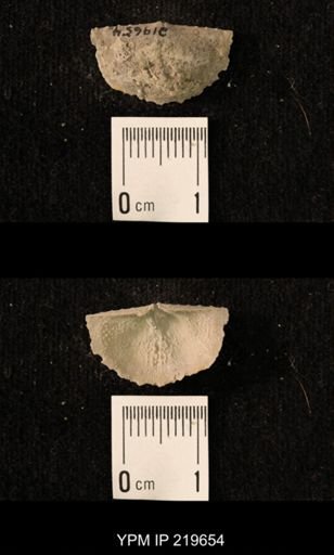 Chonetes granulifer