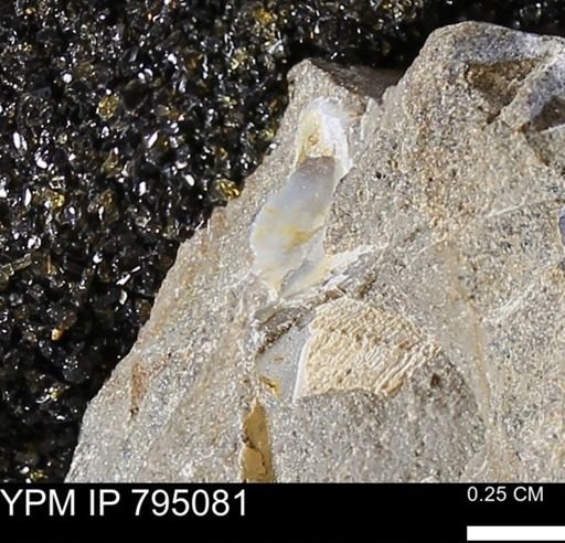 undet. Mollusca