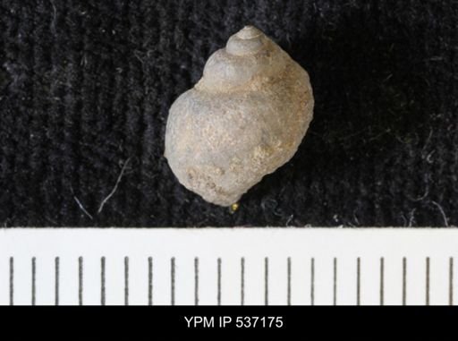 Viviparus montanaensis