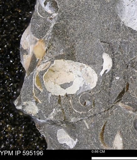 Protocardia sp.