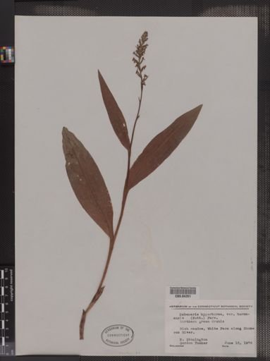 Habenaria hyperborea var. huronensis