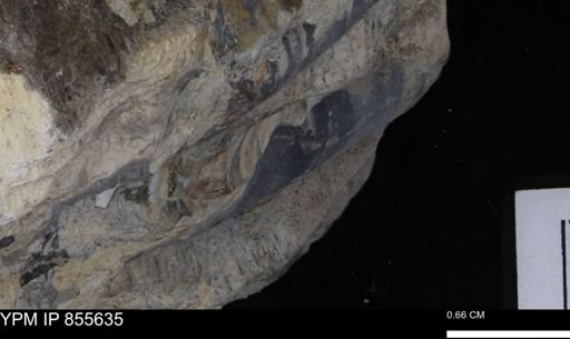 undet. Teredinidae