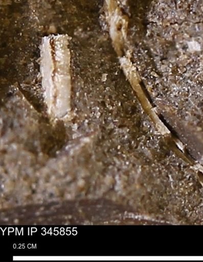 undet. Bivalvia