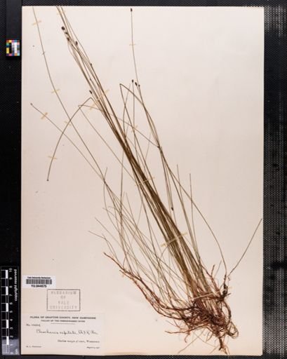 Eleocharis tenuis