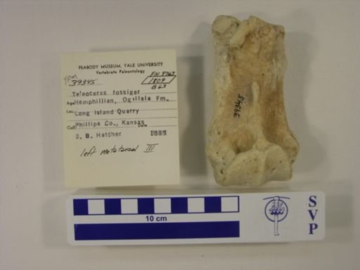 Teleoceras fossiger