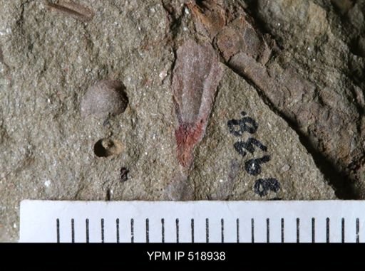 undet. Hyolithida