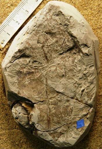 Celastrophyllum undulatum