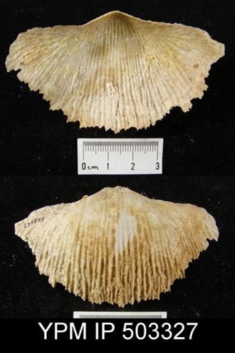Semiplanus semiplanus