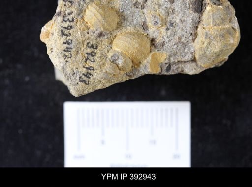 Scaphites sp.