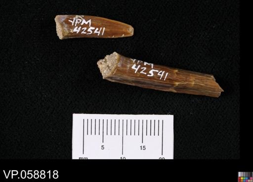 Enchodus?