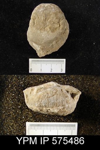 Linoproductus cora