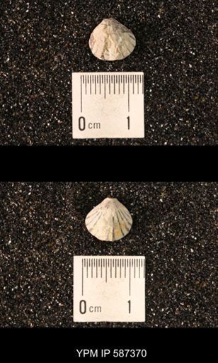 Camarotoechia whitei