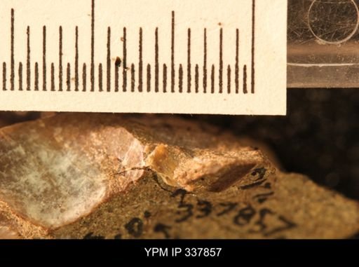 undet. Ammonoidea