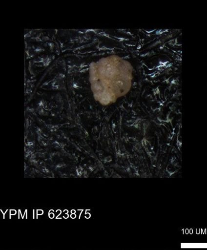 undet. Foraminiferida