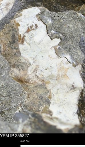 undet. Scaphitidae