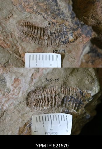 undet. Phacopida