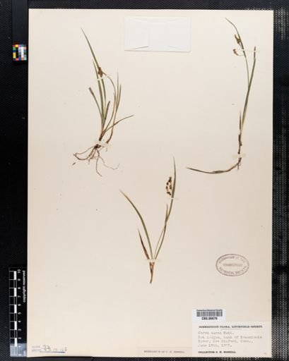 Carex aurea