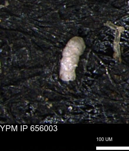 Verneuilinoides kansasensis