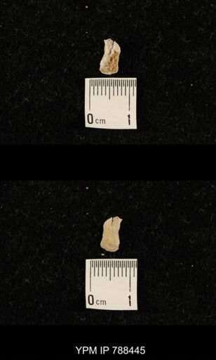 undet. Brachiopoda