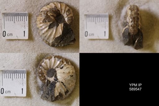 undet. Scaphitidae