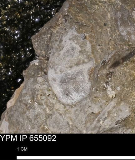 Protocardia