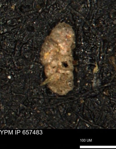 Ammobaculoides whitneyi
